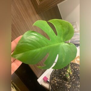 Monstera Plant
